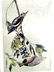 J.J. Audubon. Octavo. Yellow Bellied Woodpecker No.267