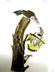 J.J. Audubon. Octavo. Golden-Winged Woodpecker No.273