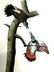 J.J. Audubon. Octavo. Red Shafted Woodpecker No.274