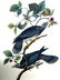 J.J. Audubon. Octavo. Band Tailed Dove or Pigeon No.279