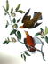 J.J. Audubon. Octavo. Zenaida Dove No.281