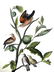 J.J. Audubon. Octavo. Ground Dove No.283