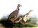 J.J. Audubon. Octavo. Common American Partridge No.289