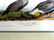 J.J. Audubon. Octavo. Cock Of The Plains No.297 - 2