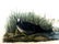 J.J. Audubon. Octavo. American Coot No.305