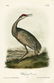 J.J. Audubon. Octavo. Whooping Crane (Young) No.314