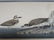 J.J. Audubon. Octavo. Wilsons Plover No.319