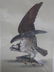 J.J. Audubon. Octavo. Common Caprey Fish Hawk No.15