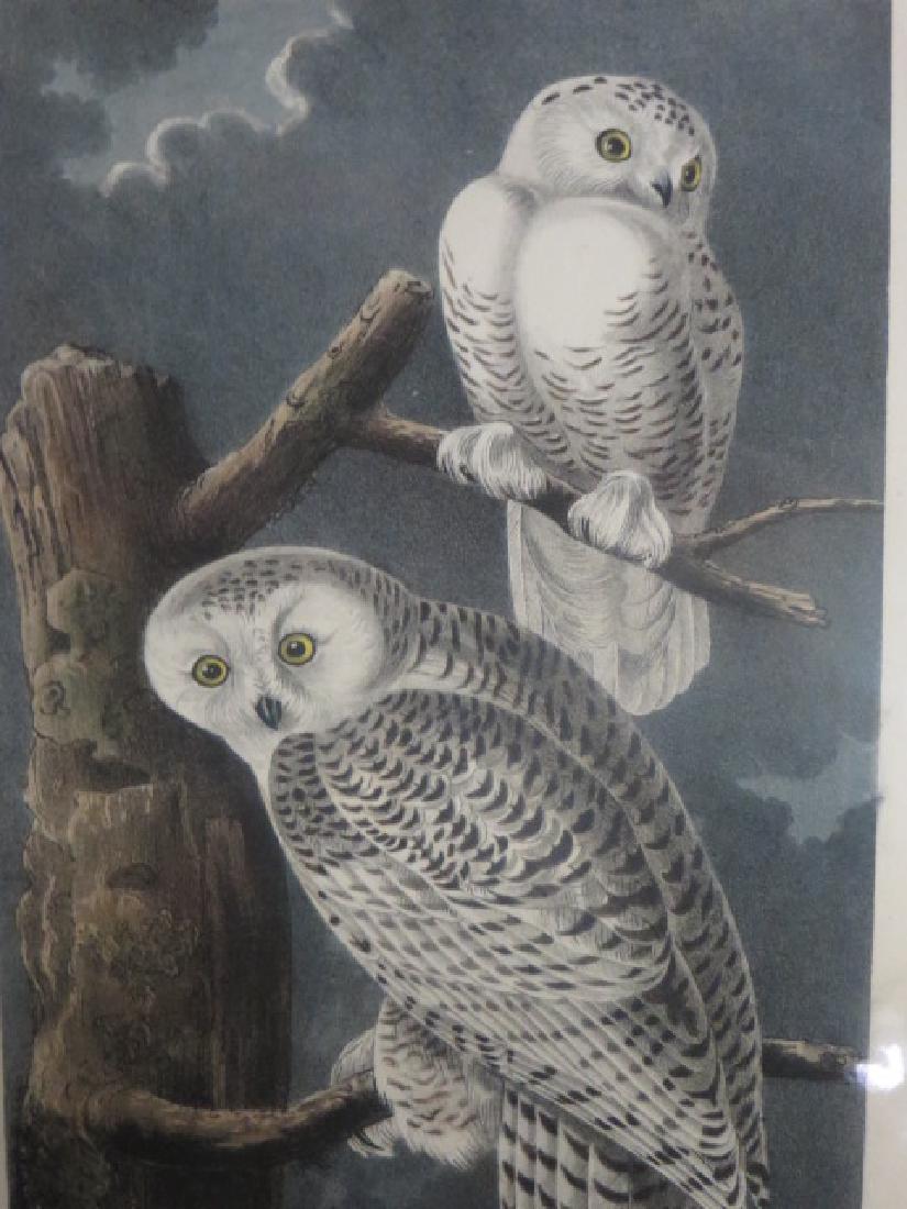 J.J. Audubon. Octavo. Snowy Owl No.28 (1 of 2)
