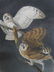 J.J. Audubon. Octavo. Barn Owl No.34