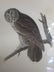 J.J. Audubon. Octavo. Great Cinereous Owl No.35