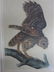 J.J. Audubon. Octavo. Barred Owl No.36