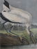 J.J. Audubon. Octavo. Wood Ibis No.361