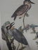 J.J. Audubon. Octavo. Yellow Crowned Night Heron No.364