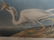 J.J. Audubon. Octavo. Great White Heron No.368