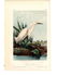 J.J. Audubon. Octavo. Snowy Heron No.374