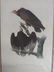 J.J. Audubon. Octavo. Red-Headed Turkey Vulture No.2