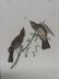 J.J. Audubon. Octavo. Lay's Flycatcher No.59