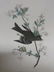 J.J. Audubon. Octavo. Wood Pewee Flycatcher No.64