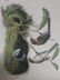 J.J. Audubon. Octavo. Chestnut-Crowned Titmouse No.130