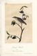 J.J. Audubon. Octavo. Dwarf Thrush No.147