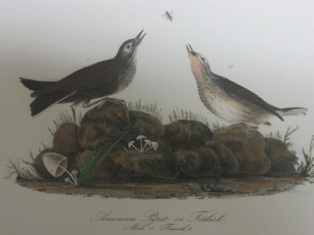 J.J. Audubon. Octavo. American Pipit or Titlark No.150: J.J. Audubon, Plate No.150 American Pipit or Titlark From the Royal Octavo Edition of The Birds of America.1840-1844. First Edition. Lithographed and hand-colored by J.T. Bowen in Philadelphia and New