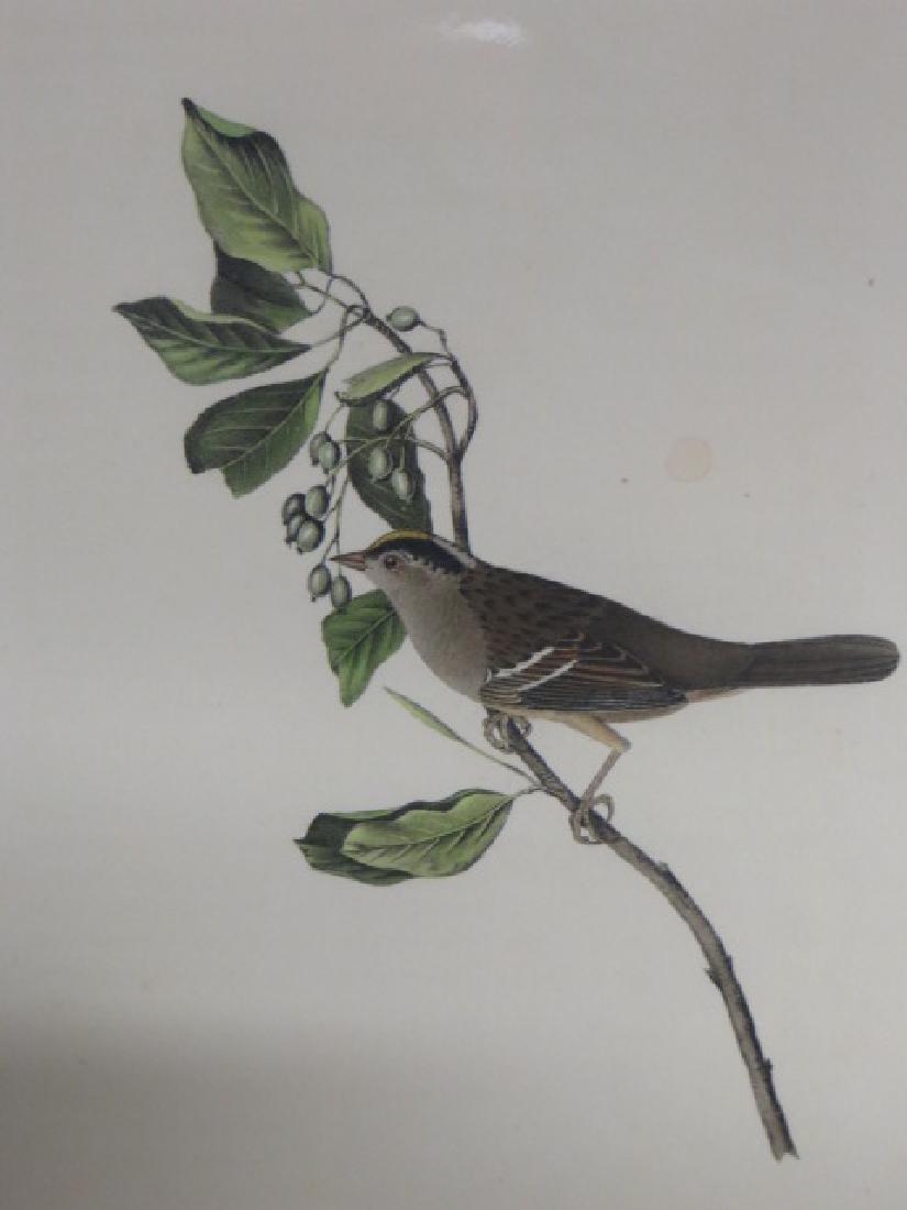 J.J. Audubon. Octavo. Black & Yellow Crowned Finch (1 of 2)