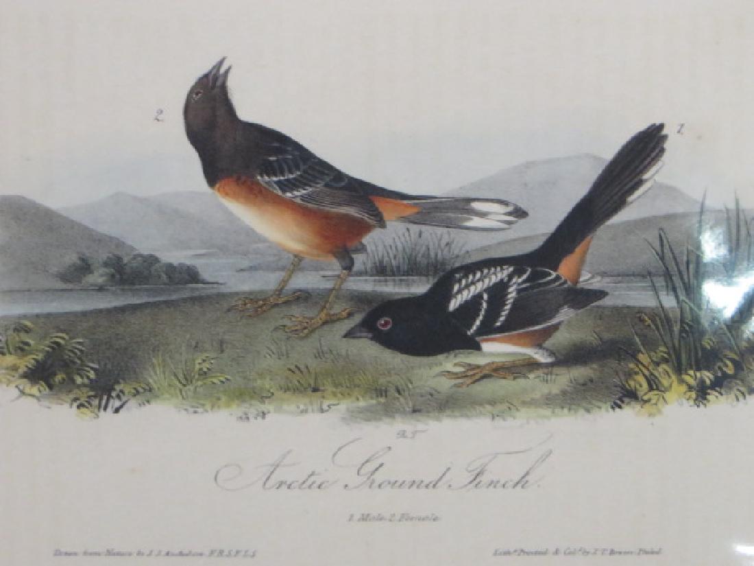 J.J. Audubon. Octavo. Arctic Ground Finch No.194: J.J. Audubon, Plate No.194 Arctic Ground Finch From the Royal Octavo Edition of The Birds of America.1840-1844. First Edition. Lithographed and hand-colored by J.T. Bowen in Philadelphia and New York.