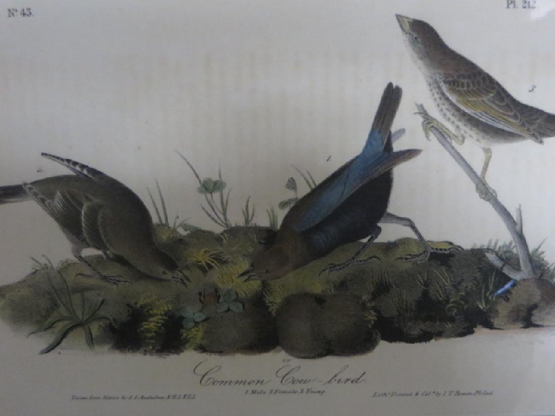J.J. Audubon. Octavo. Common Cow Bird No.212 (1 of 2)