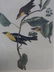 J.J. Audubon. Octavo. Saffron Headed Marsh Black Bird
