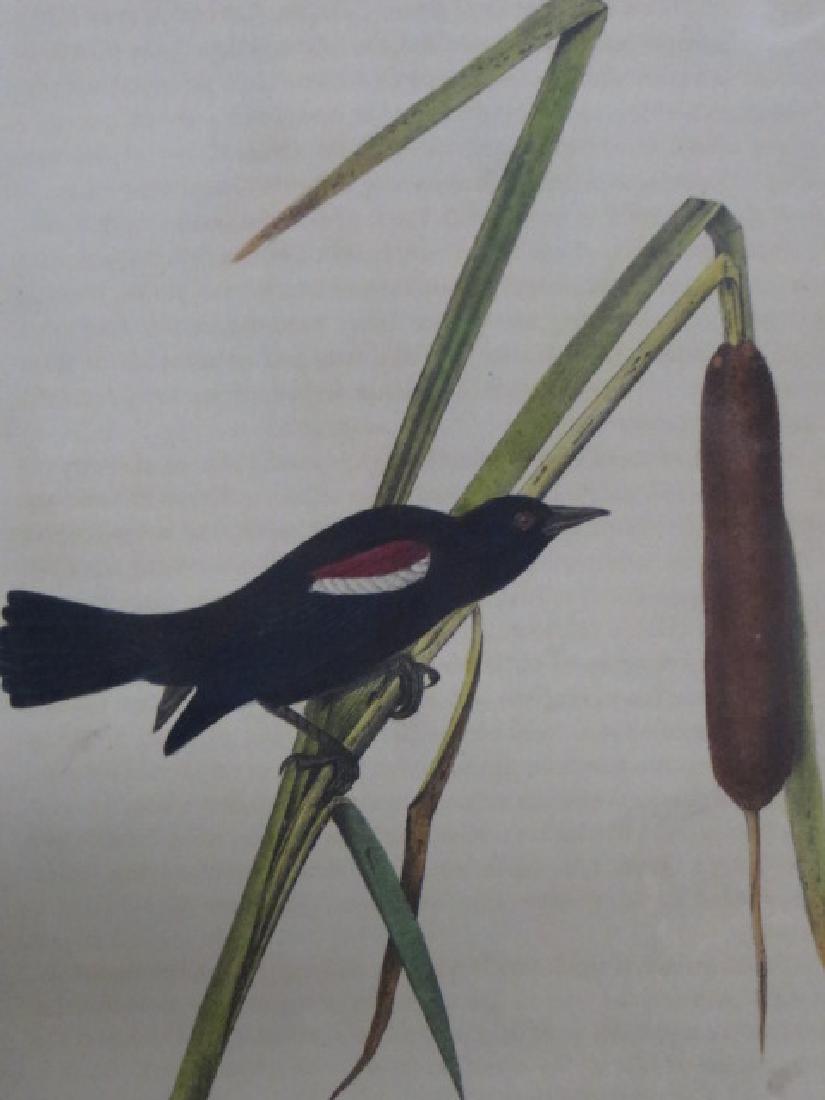 J.J. Audubon. Octavo. Red-And-White-Shouldered Marsh: J.J. Audubon, Plate No.214 Red-And-White-Shouldered Marsh Blackbird From the Royal Octavo Edition of The Birds of America.1840-1844. First Edition. Lithographed and hand-colored by J.T. Bowen in Phila