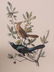 J.J. Audubon. Octavo. Boat Tailed Grackle No.220