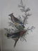 J.J. Audubon. Octavo. Cedar Bird Orcedar Wax-Wing