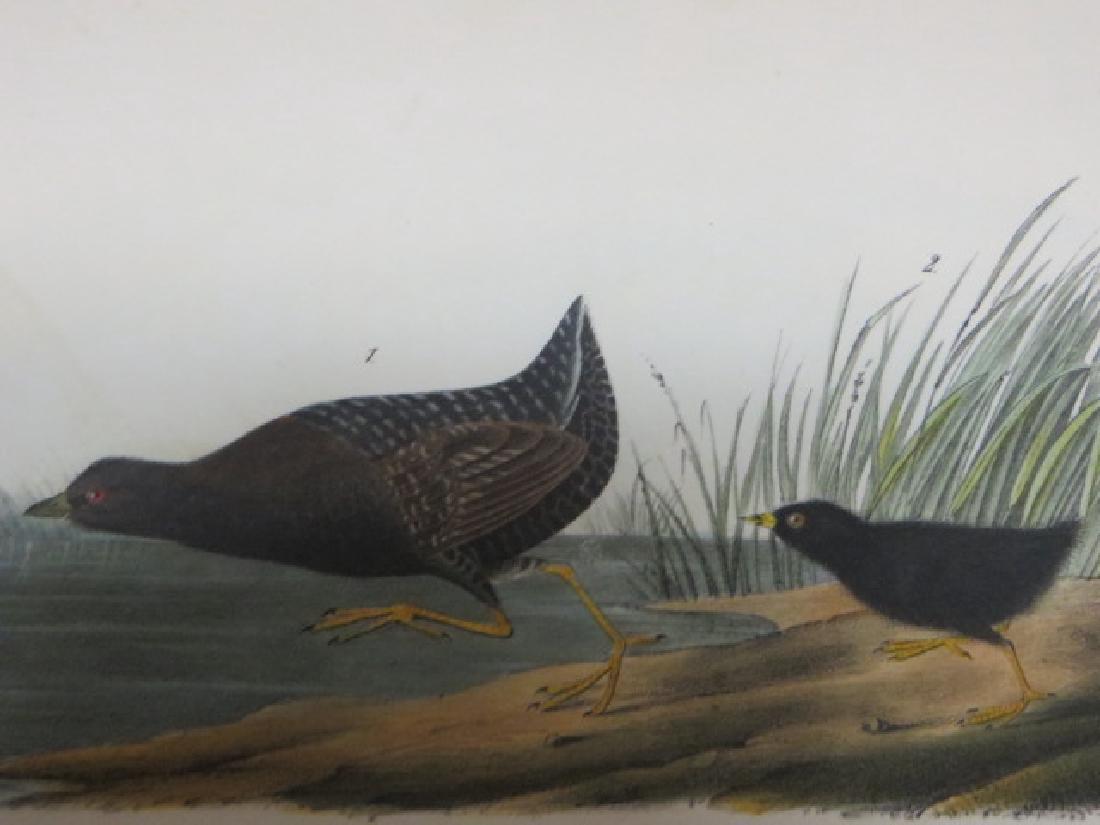 J.J. Audubon. Octavo. Least Water Rail No.308 (1 of 2)