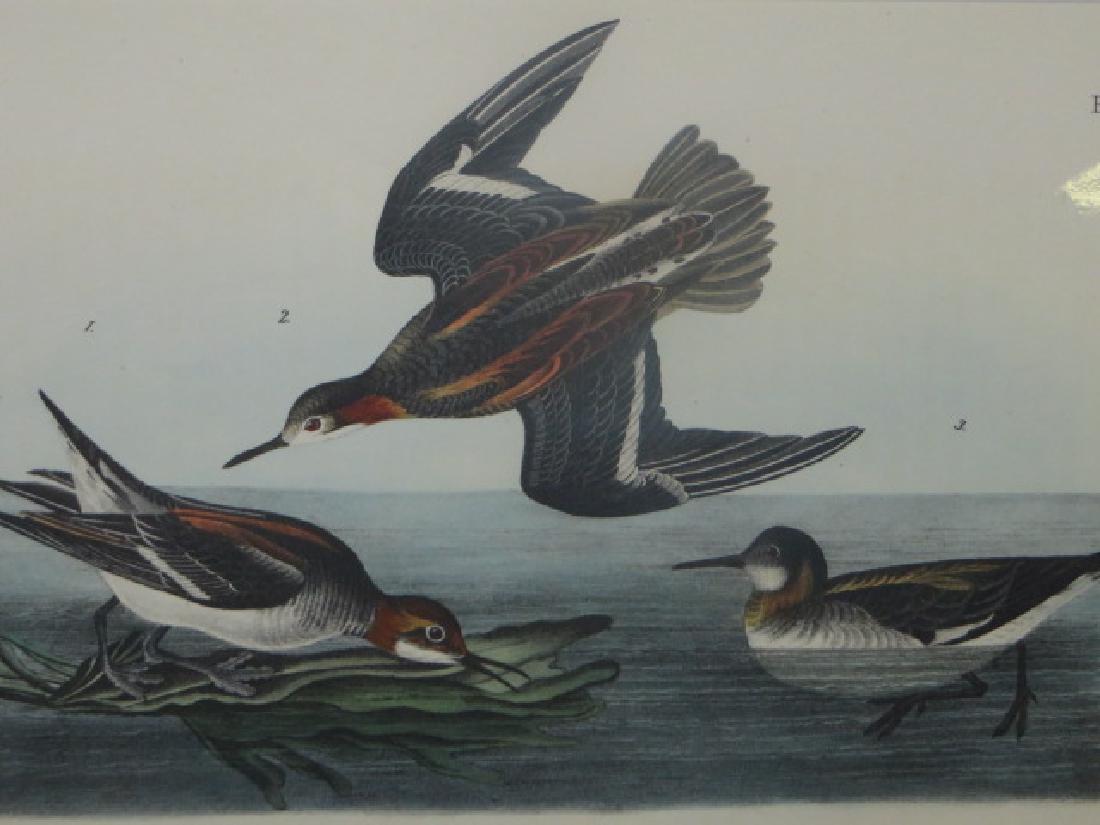 J.J. Audubon. Octavo. Hyperborean Phalarope No.340: J.J. Audubon, Plate No.340 Hyperborean Phalarope From the Royal Octavo Edition of The Birds of America.1840-1844. First Edition. Lithographed and hand-colored by J.T. Bowen in Philadelphia and New Yor