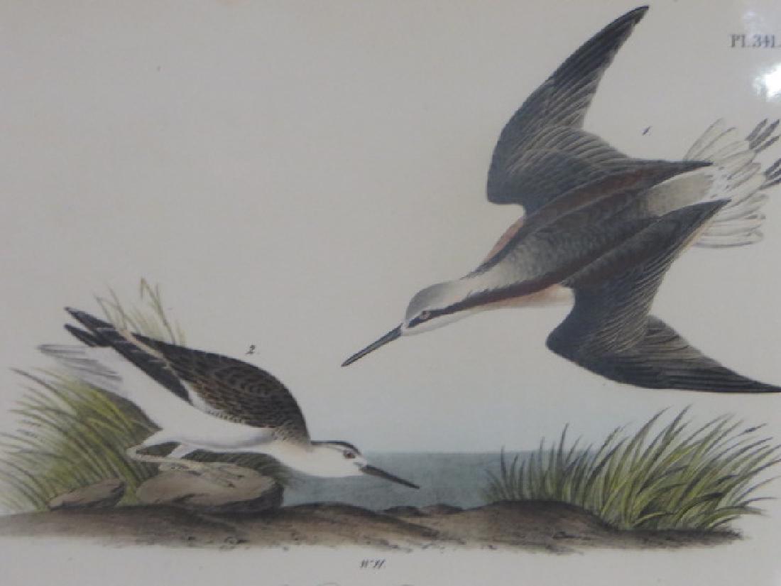 J.J. Audubon. Octavo. Wilsons Phalarope No.341: J.J. Audubon, Plate No.341 Wilsons Phalarope From the Royal Octavo Edition of The Birds of America.1840-1844. First Edition. Lithographed and hand-colored by J.T. Bowen in Philadelphia and New York. G