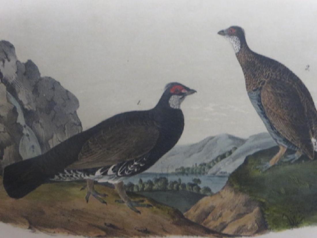 J.J. Audubon. Octavo. Dusky Grouse No.295 (1 of 2)