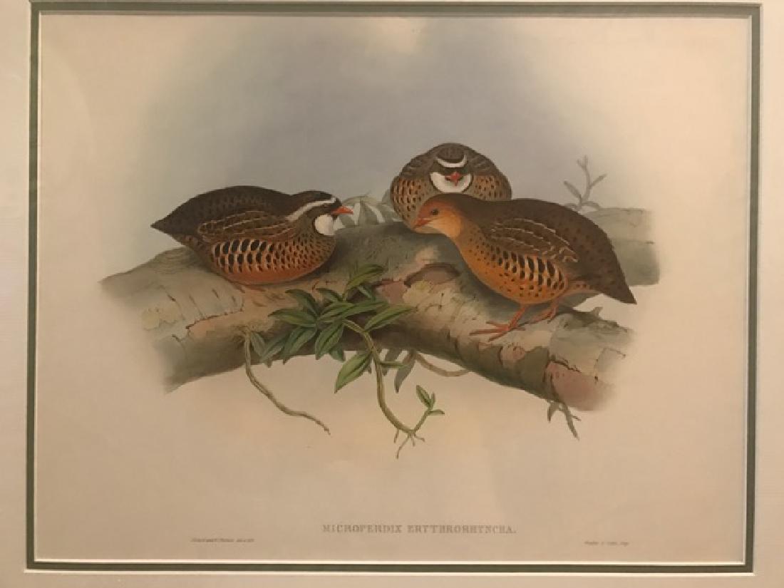 J. Gould Lithograph: Little Red-Billed Partridge (1 of 4)
