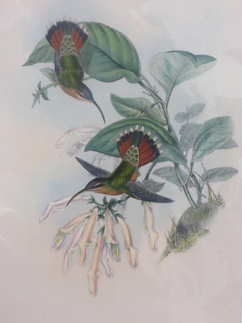 J. Gould Lithograph: Lanceolate Hermit (1 of 2)