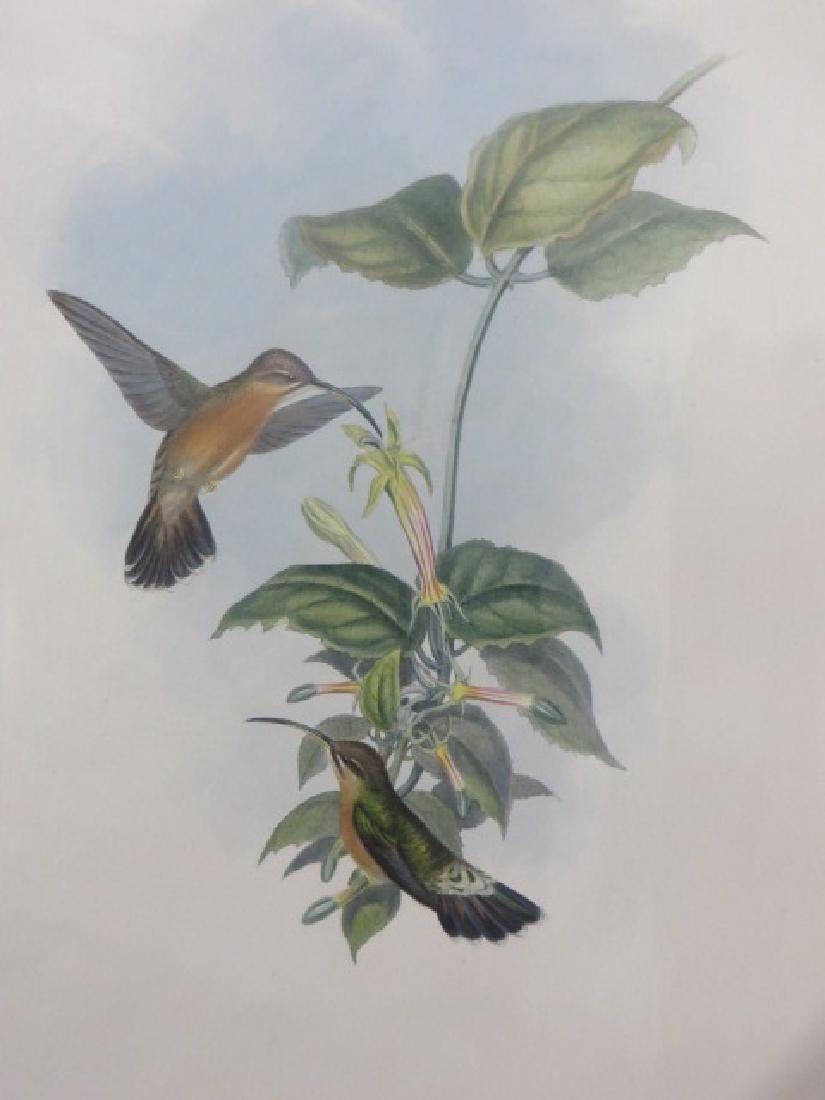 J. Gould Lithograph: Black Tailed Hermit (1 of 2)