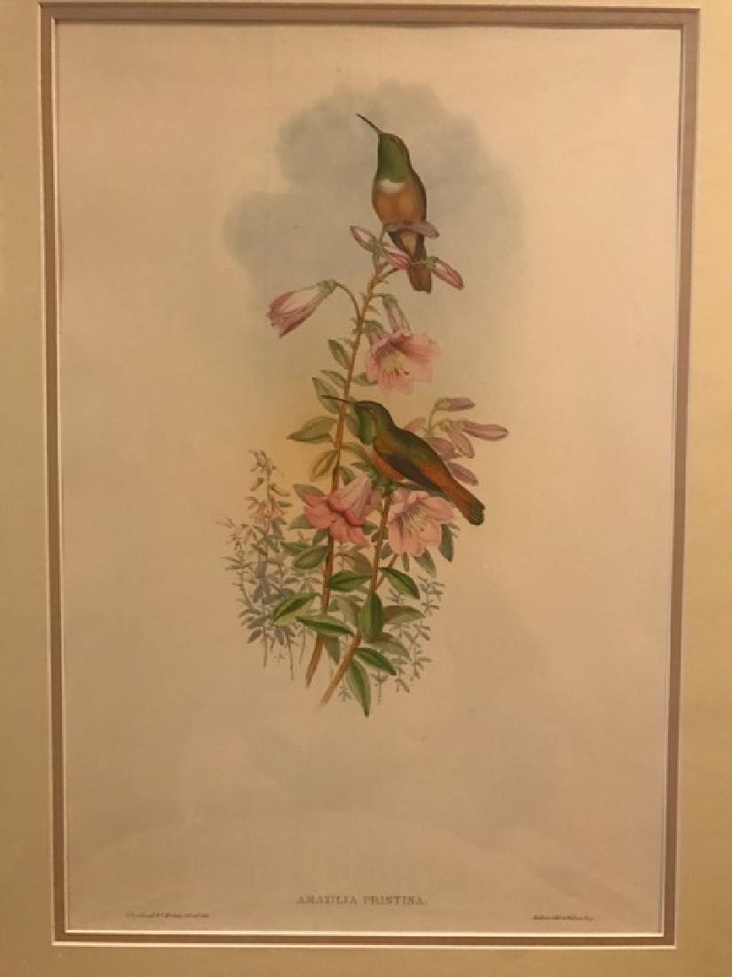 J. Gould Lithograph: Amazili: John Gould (1804-1881) Amazilia Pristina. Hand colored ornithological lithograph. Lithographers: J. Gould, E. Gould, E. Lear, H.C. Richter, W. Hart. Printed in London: C. Hullmandel or Taylor. Plate f