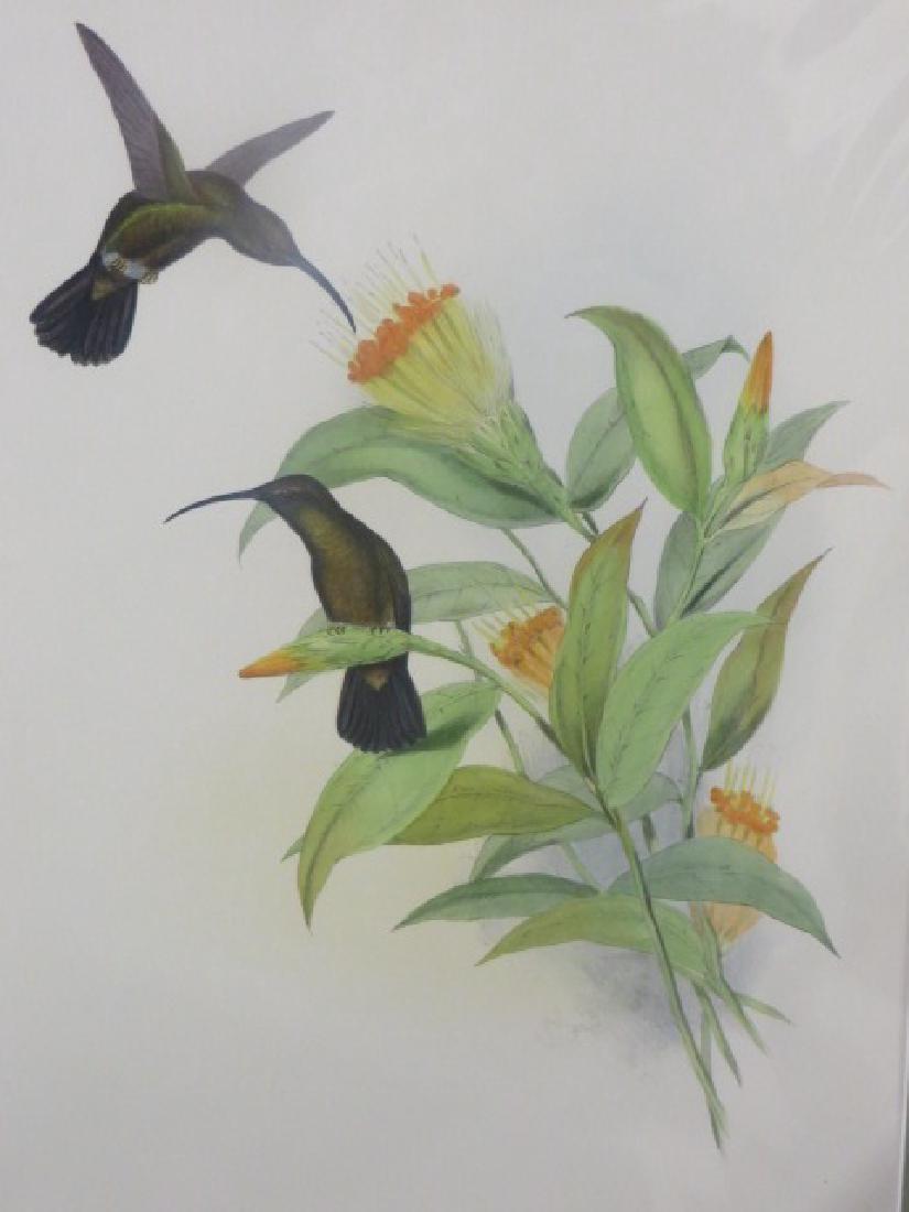 J. Gould Lithograph: Sooty Barbed-Throat: John Gould (1804-1881) Threnetes Antoniae. Hand colored ornithological lithograph. Lithographers: J. Gould, E. Gould, E. Lear, H.C. Richter, W. Hart. Printed in London: C. Hullmandel or Taylor. Plate