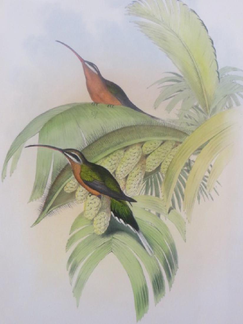 J. Gould Lithograph: Cayenne Hermit (1 of 2)