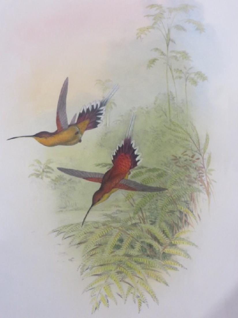 J. Gould Lithograph: Philippi's Hermit (1 of 2)