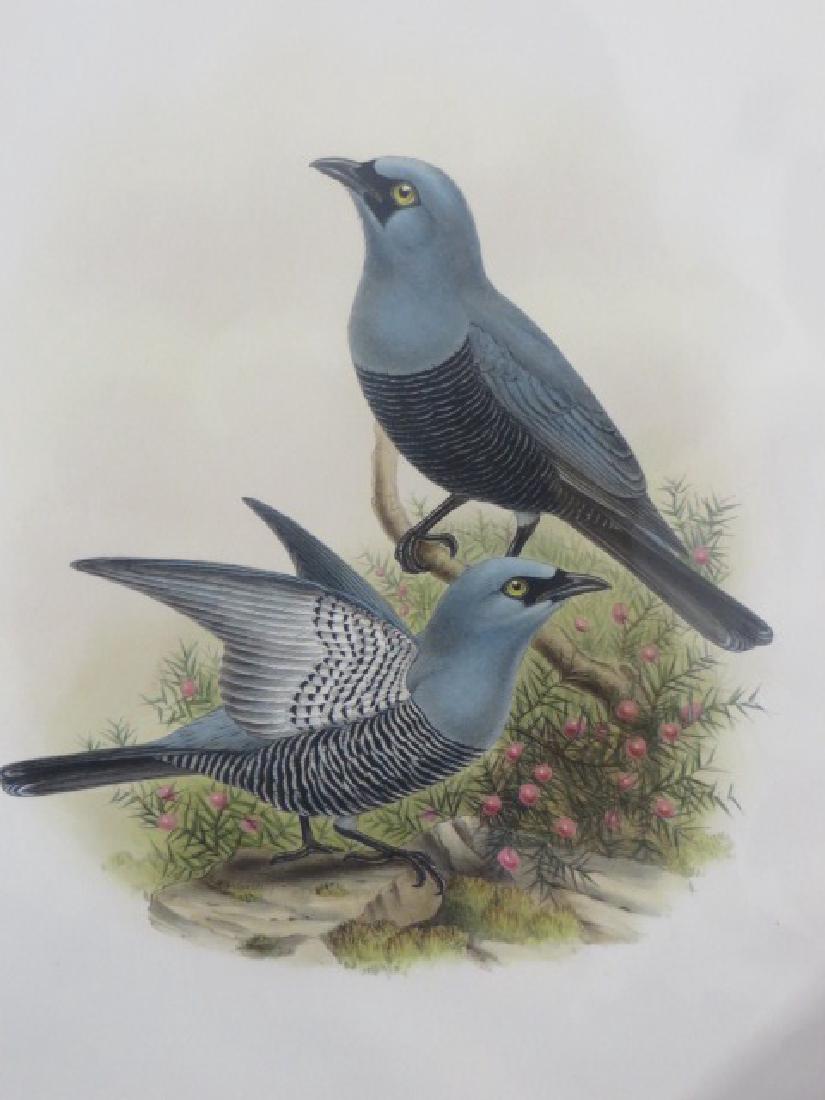 J. Gould Lithograph: Mafoor Island Cuckoo Shrike: John Gould (1804-1881) Graucalus Maforensis. Hand colored ornithological lithograph. Lithographers: J. Gould, E. Gould, E. Lear, H.C. Richter, W. Hart. Printed in London: C. Hullmandel or Taylor. Plat