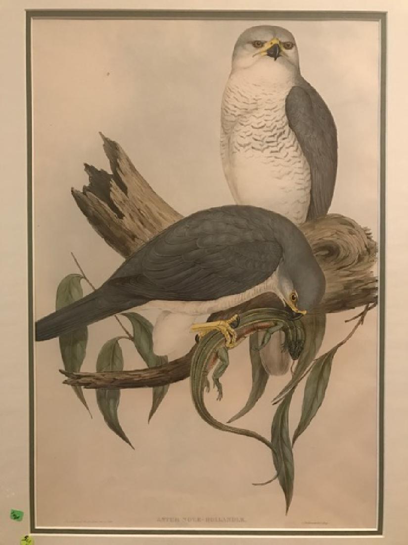 J. Gould Lithograph: Australian White Goshawk (1 of 4)