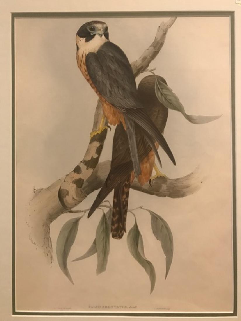 J. Gould Lithograph: White-Fronted Falcon (1 of 4)