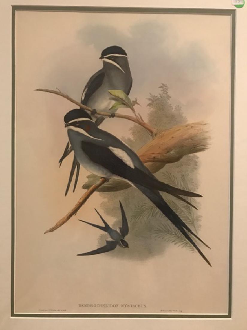 J. Gould Lithograph: Bearded Tree Swift (1 of 4)