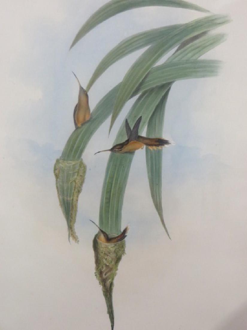 J. Gould Lithograph: Grey Throated Hermit (1 of 2)