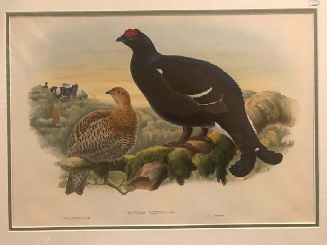 J. Gould Lithograph: Blackcock: John Gould (1804-1881) Tetrao Tetrix. With text. Hand colored ornithological lithograph. Lithographers: J. Gould, E. Gould, E. Lear, H.C. Richter, W. Hart. Printed in London: C. Hullmandel or Taylor.